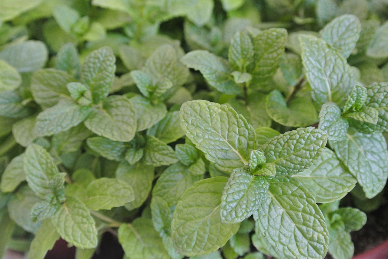 spice, nature, aromatic, mentha × piperita, leaf, herbal