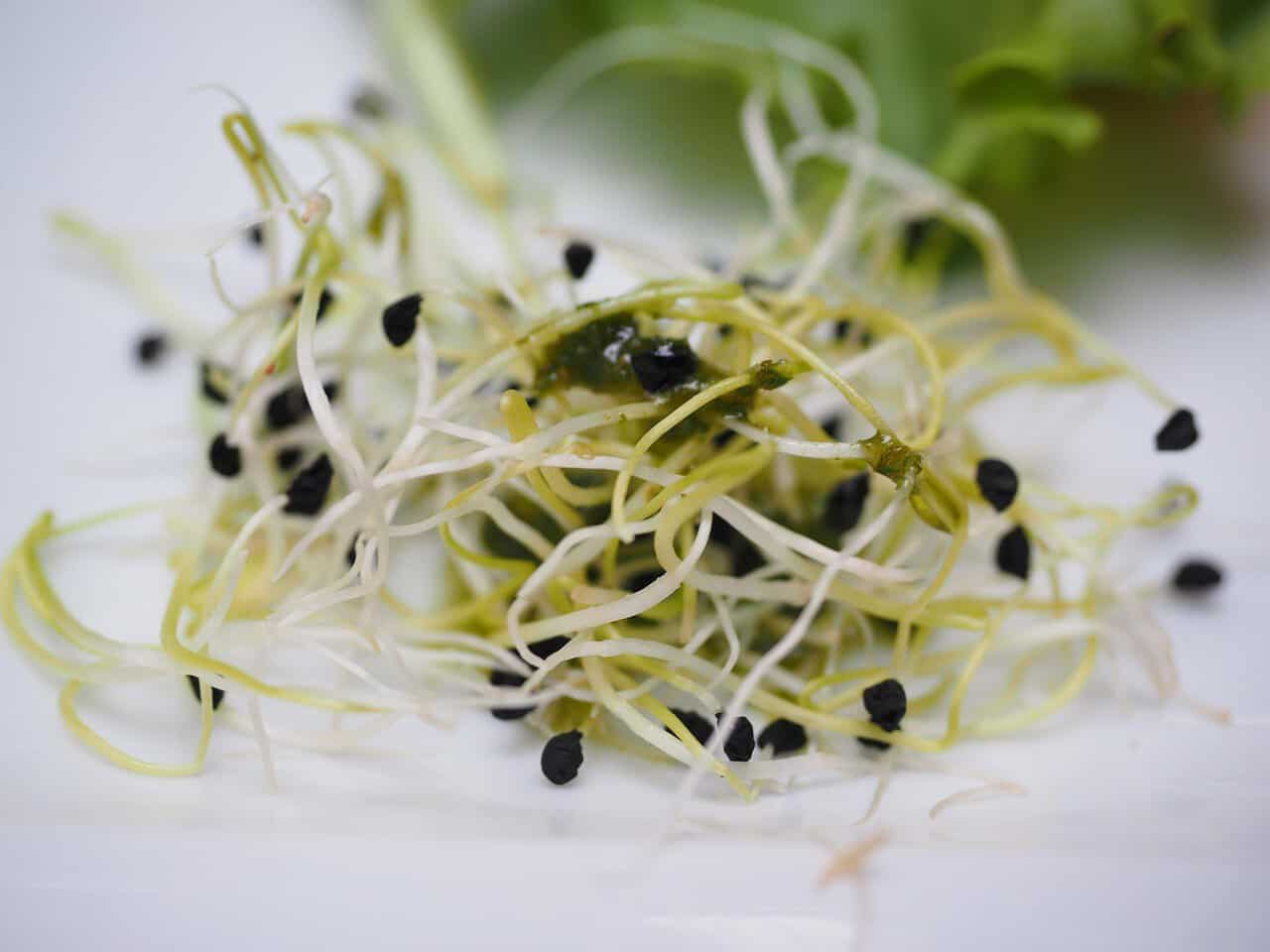 alfalfa sprouts, sprout, sprout salad, healthy, yummy, gourmet, nourishment, food, starter, lucerne sprouts, medicago sativa, seed-lucerne-sprouts, clover sprouts, eternal clover sprouts, seedlings, alfalfa sprouts, alfalfa sprouts, alfalfa sprouts, alfalfa sprouts, alfalfa sprouts