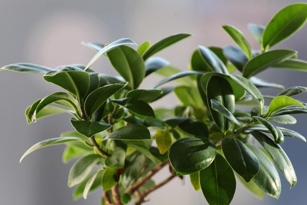 ficus, sheets, plant, vegetation, green, nature, ficus, ficus, ficus, ficus, ficus