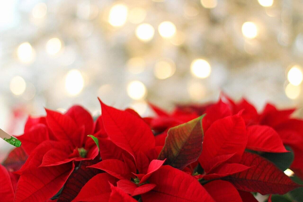 poinsettia, flower wallpaper, christmas, christmas background, red, festive, nature, beautiful flowers, leaf, flora, flower background, flower, season, celebration, bokeh