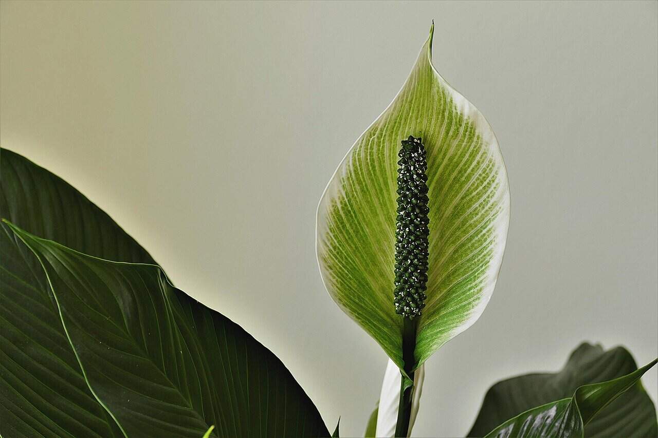 sheath leaf, peace lily, ornamental plant, leaf flag, spathiphyllum, arum family, peace lily, peace lily, peace lily, peace lily, peace lily, spathiphyllum