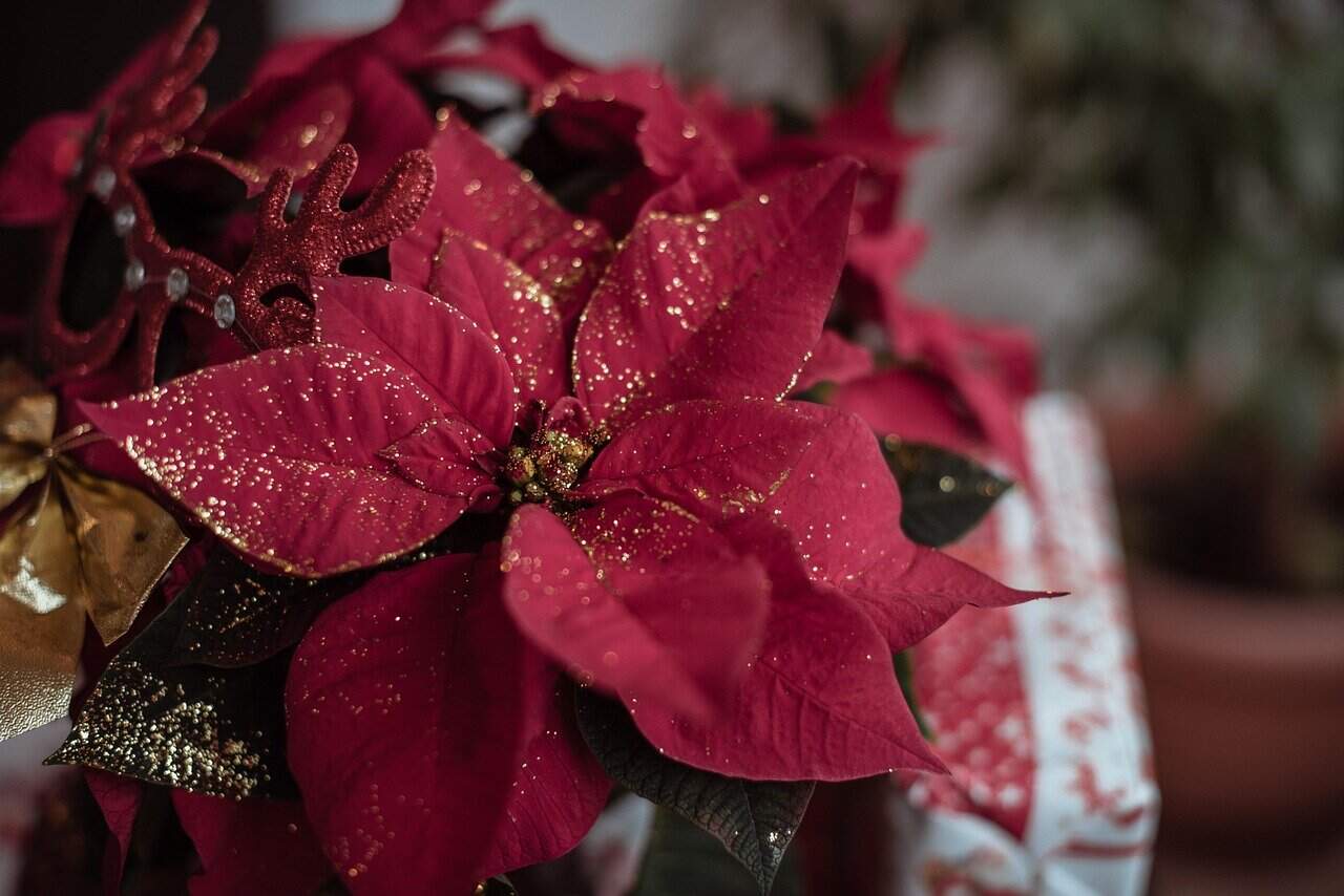 poinsettia, glitters, christmas, christmas ornament, christmas decoration, christmas decor, ornament, decoration, decor, decorative, closeup, happychristmas, christmas wallpaper, poinsettia, poinsettia, poinsettia, christmas, christmas, christmas, christmas, christmas