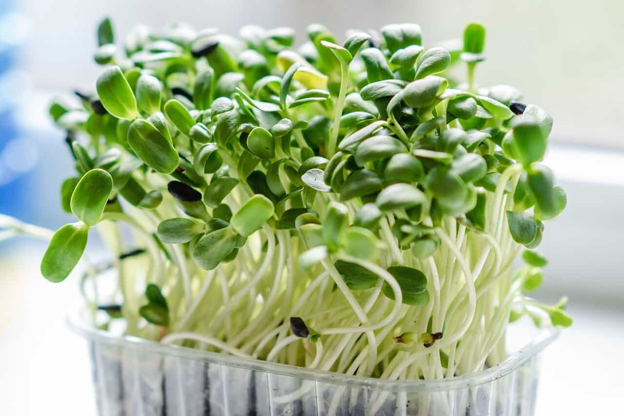 microgreen, nature, sprouts, plants, vegetables, botany