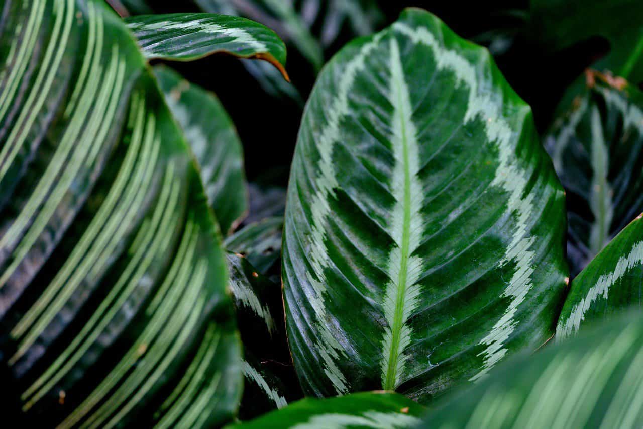 leaves, plant, calathea, goeppertia veithiana, nature