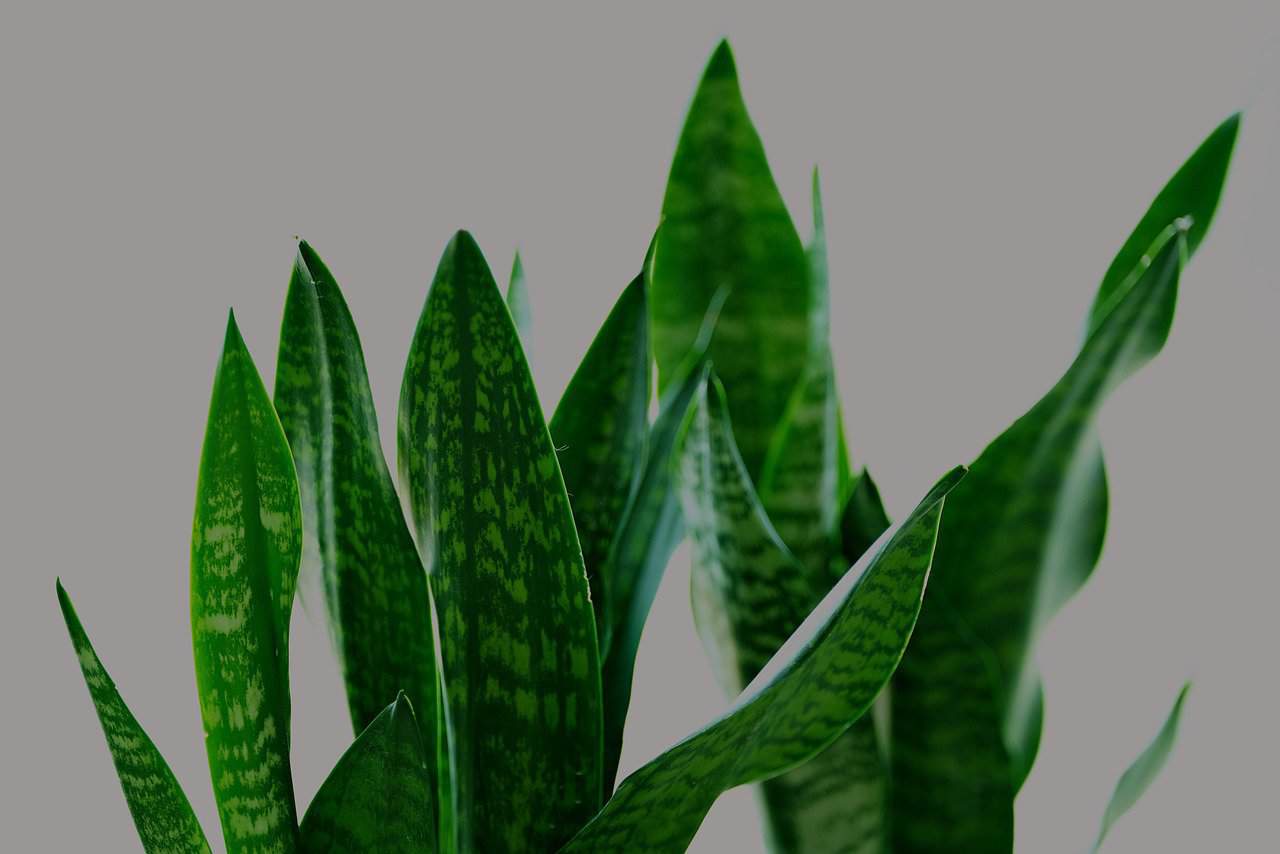 sanseviera, sansevieria zeylanica, fan snake plant, leaves, plant, flora, green, nature, indoor, ornamental