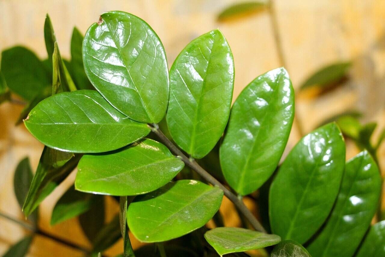 luck spring, zamioculcas, houseplant, green plant, zamioculcas, zamioculcas, zamioculcas, zamioculcas, zamioculcas