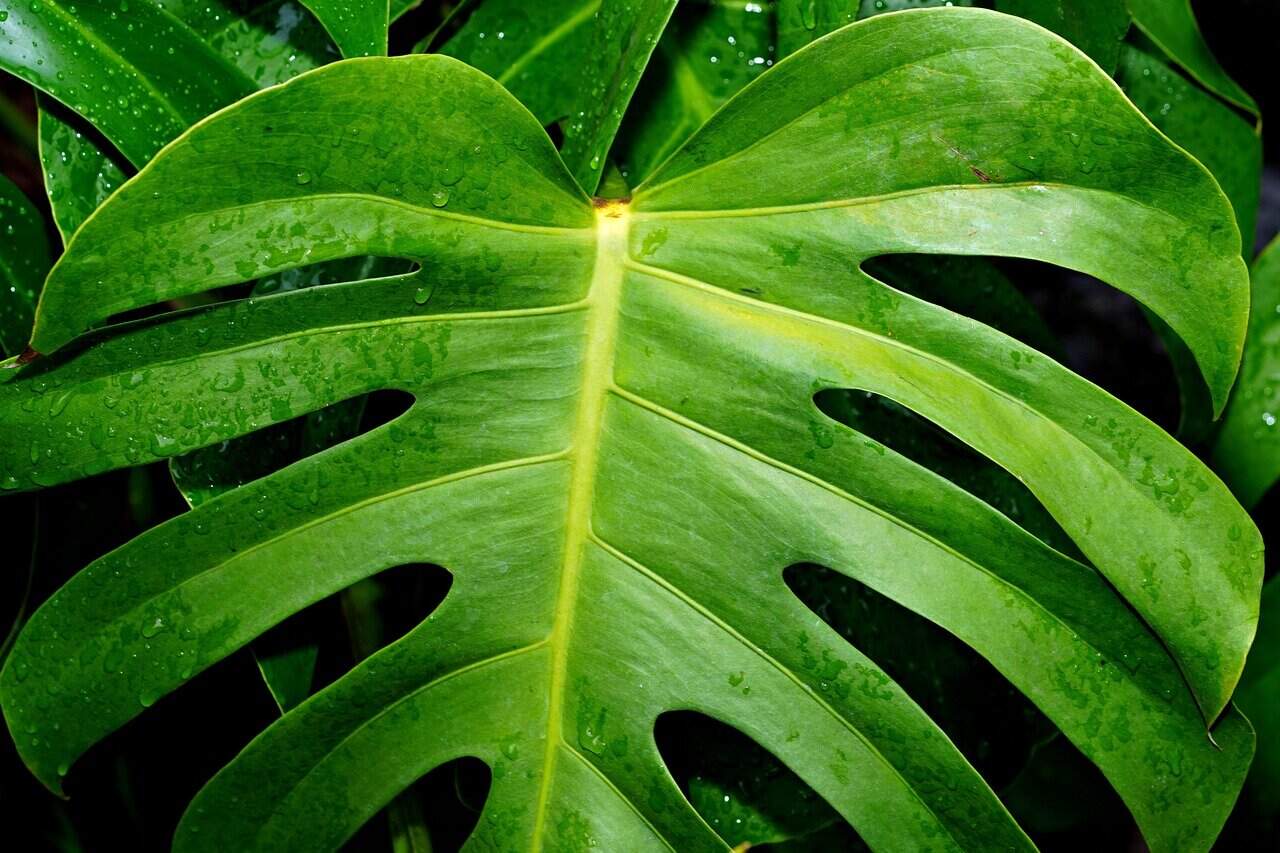 monstera deliciosa, flora, nature