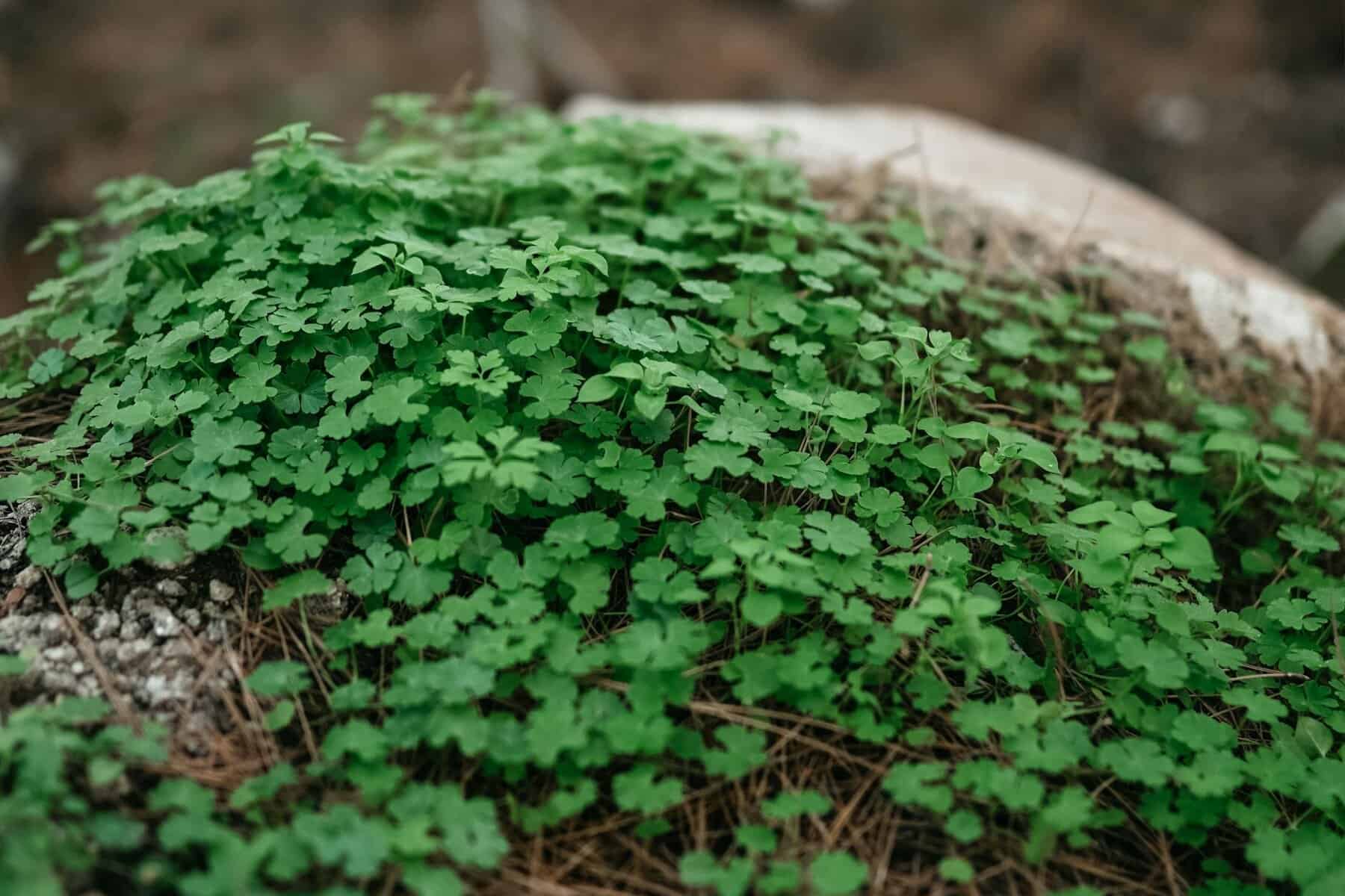 Aprílový rez ríbezlí a egrešov pre vyššiu úrodu