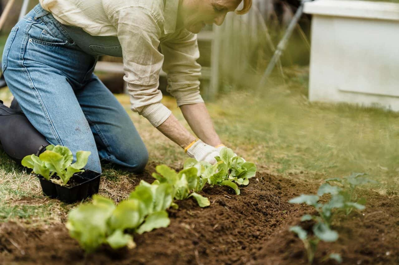 Aprílové presádzanie jahôd do záhona s mulčom