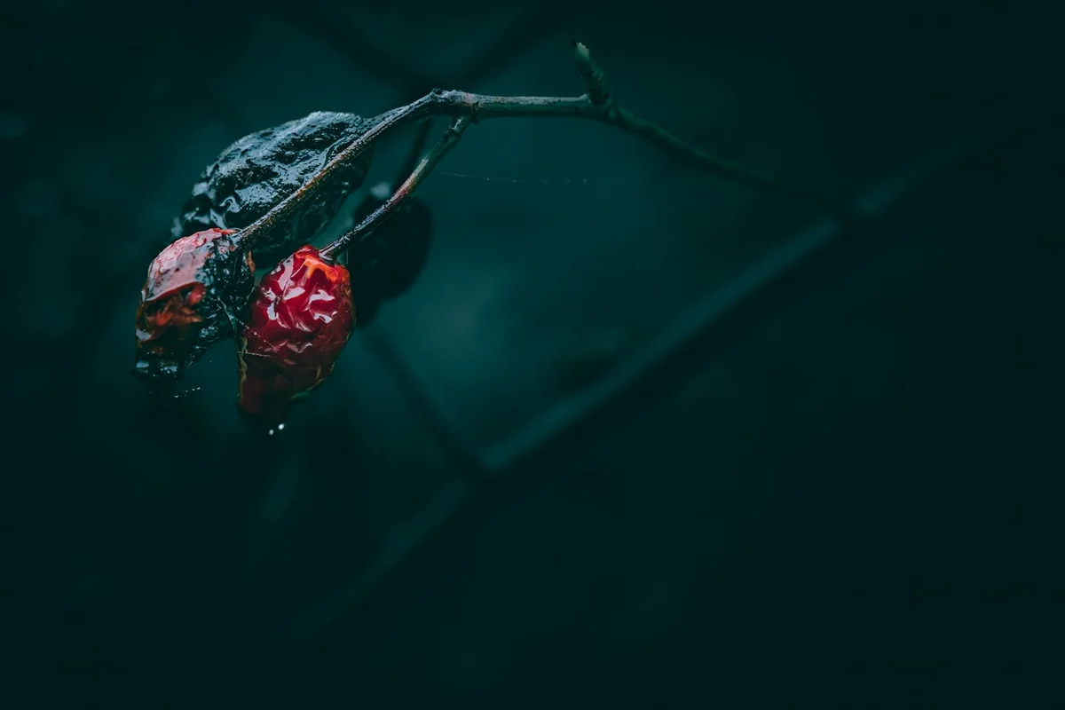 A dark, moody close-up of wet red rosehips with droplets, capturing post-rain serenity.