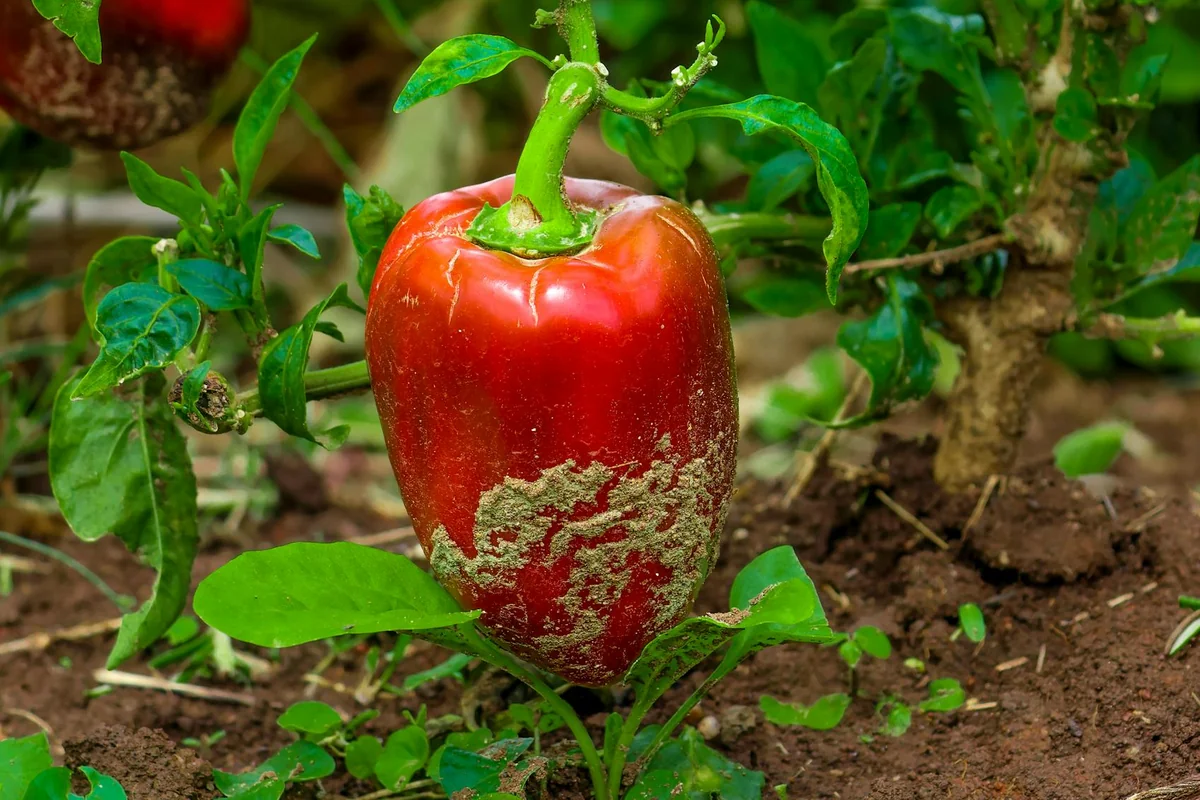 Red bell pepper growing in a garden, rich soil, Harare, Zimbabwe.