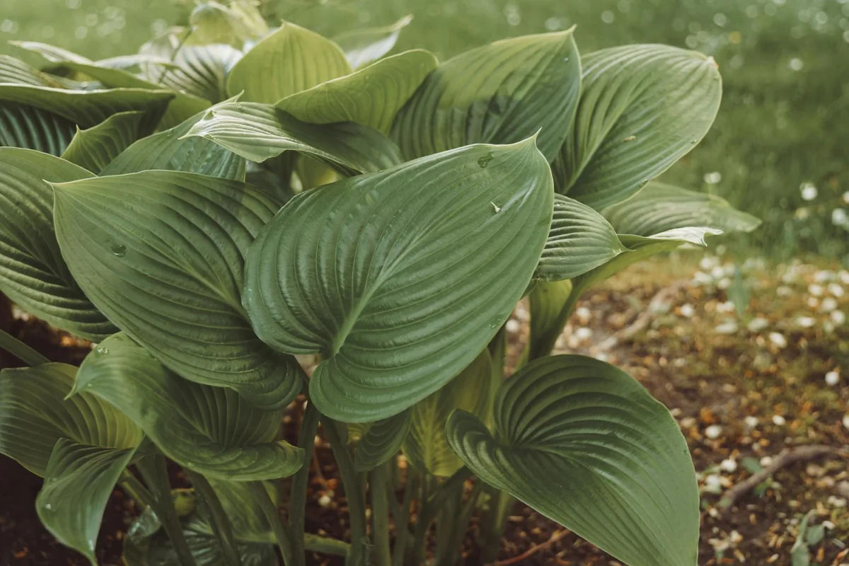 Close-up view of vibrant green hosta leaves in a garden, displaying natural beauty and texture.
