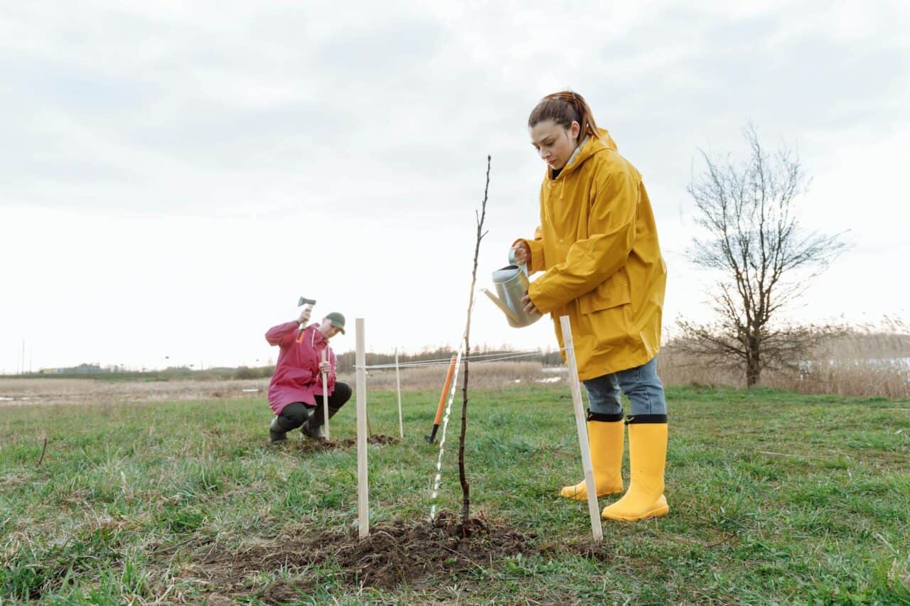 Vyväzovanie mladého ovocného stromu k opore v apríli