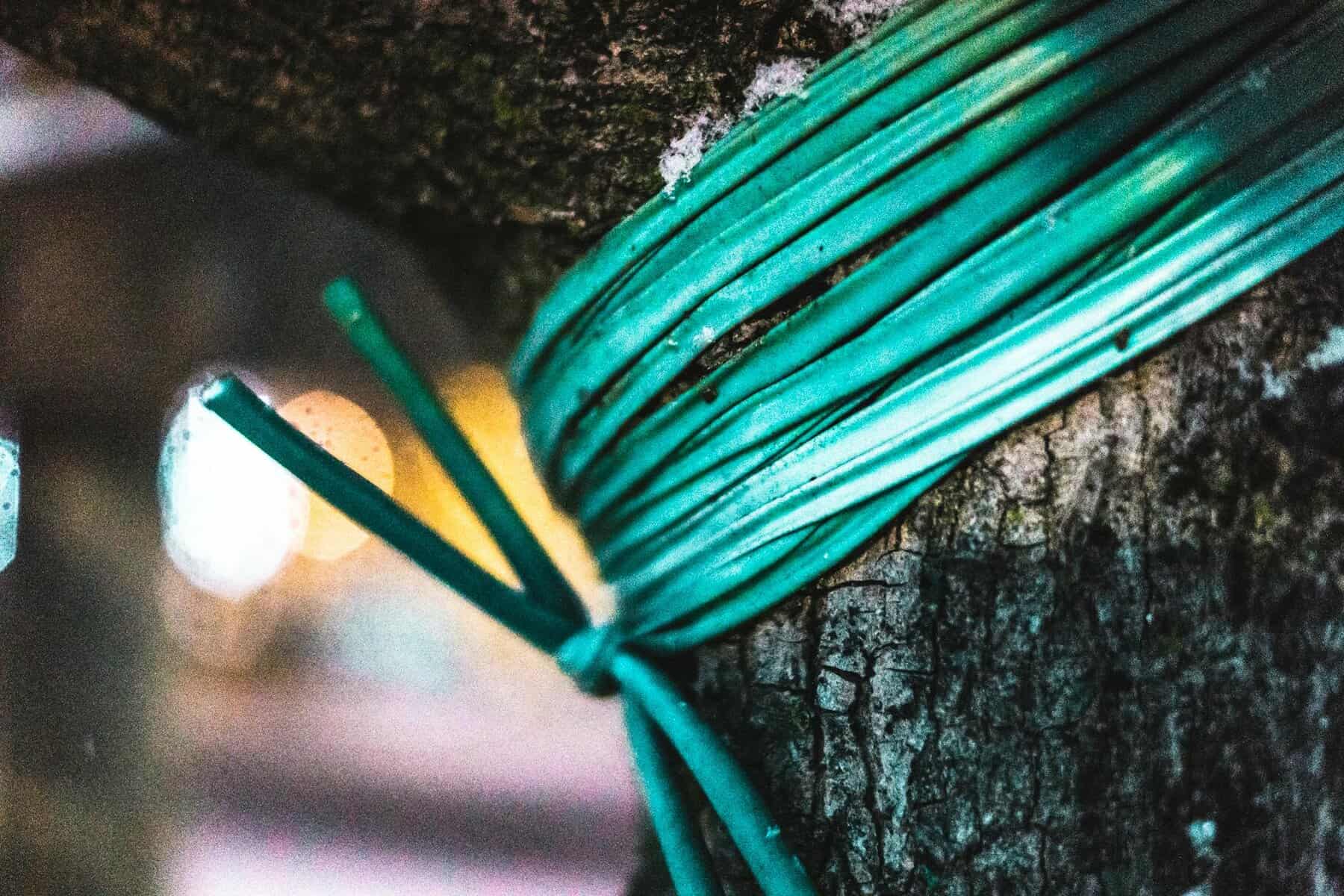 Vyväzovanie mladého ovocného stromu k opore v apríli