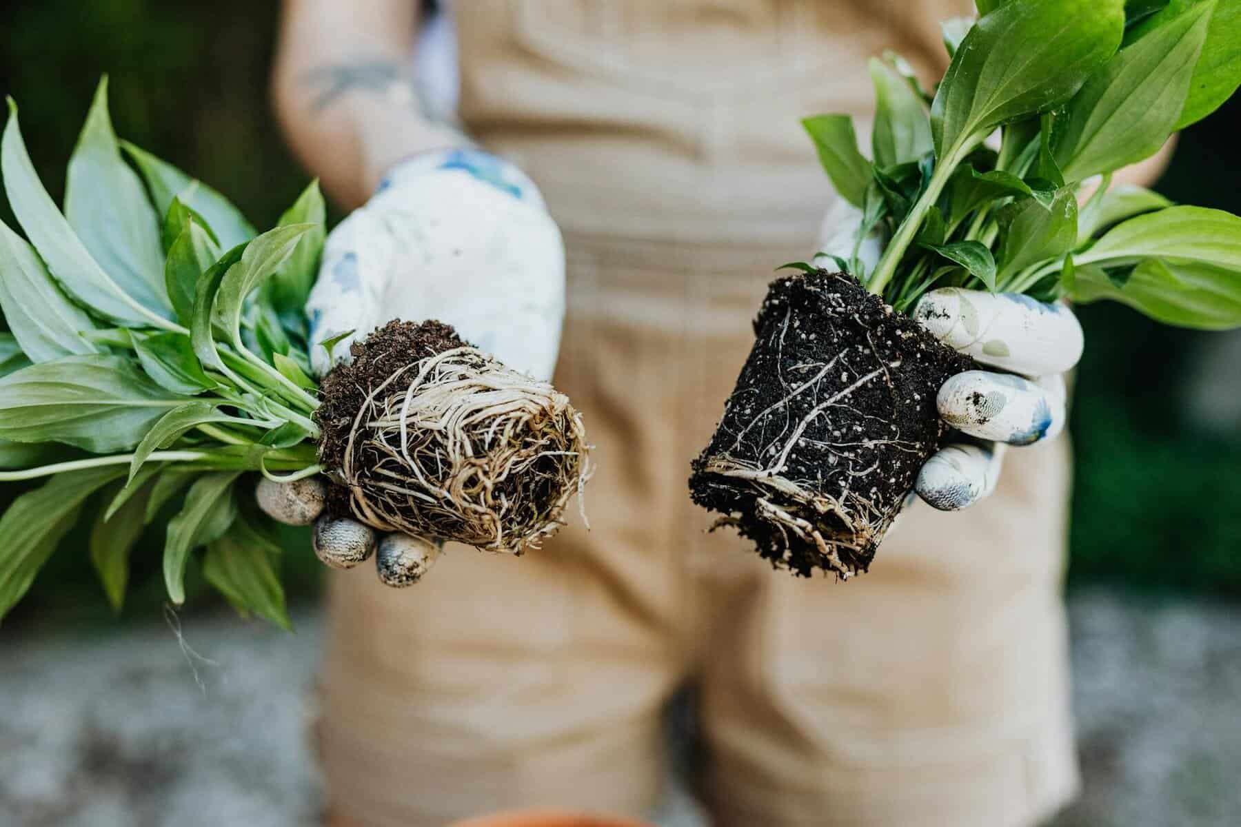 Delenie trvaliek na jar – rozdeľovanie koreňového trsu v záhone