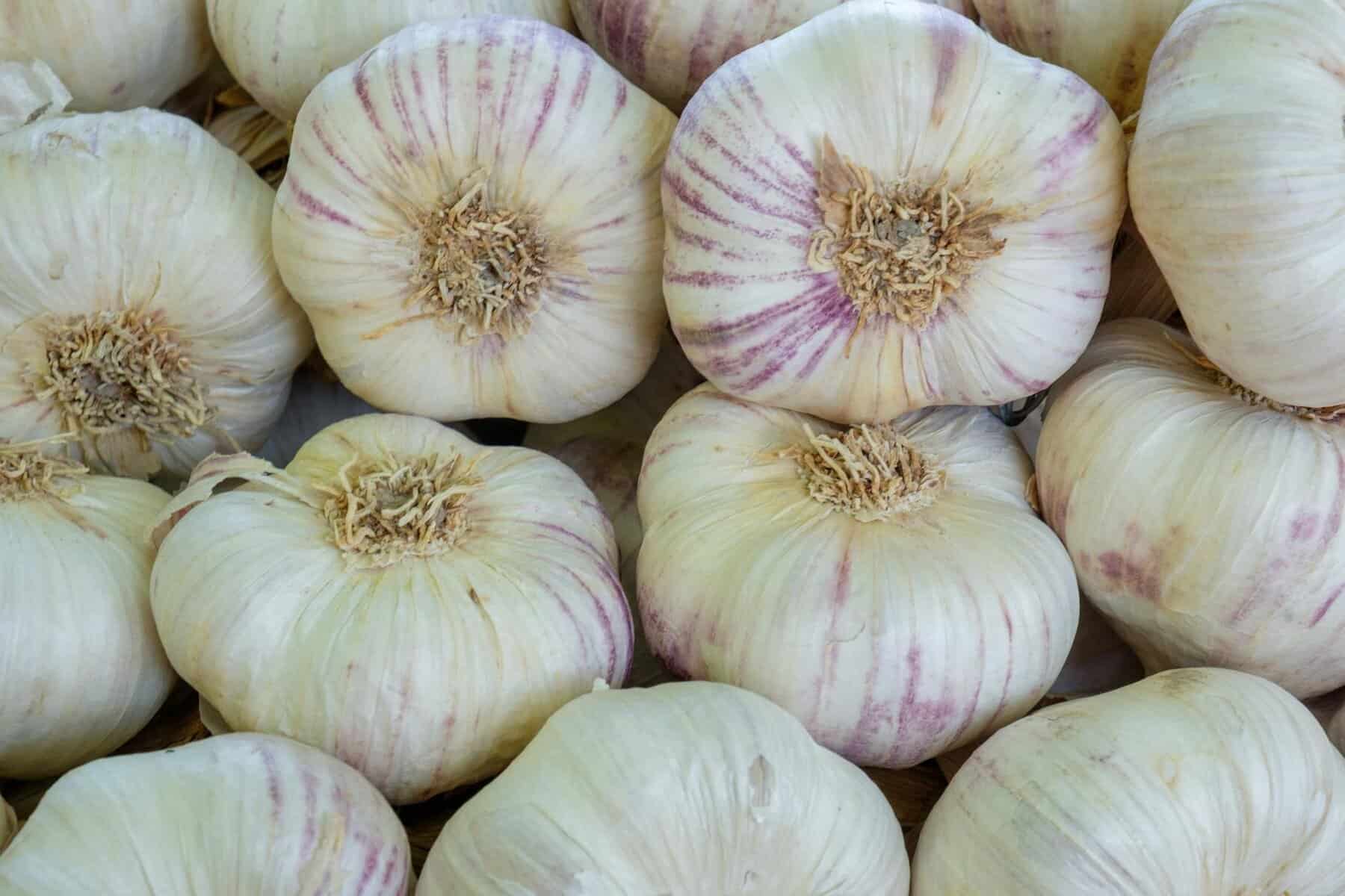 Sadenie cesnaku na jar do záhona s presnými rozostupmi