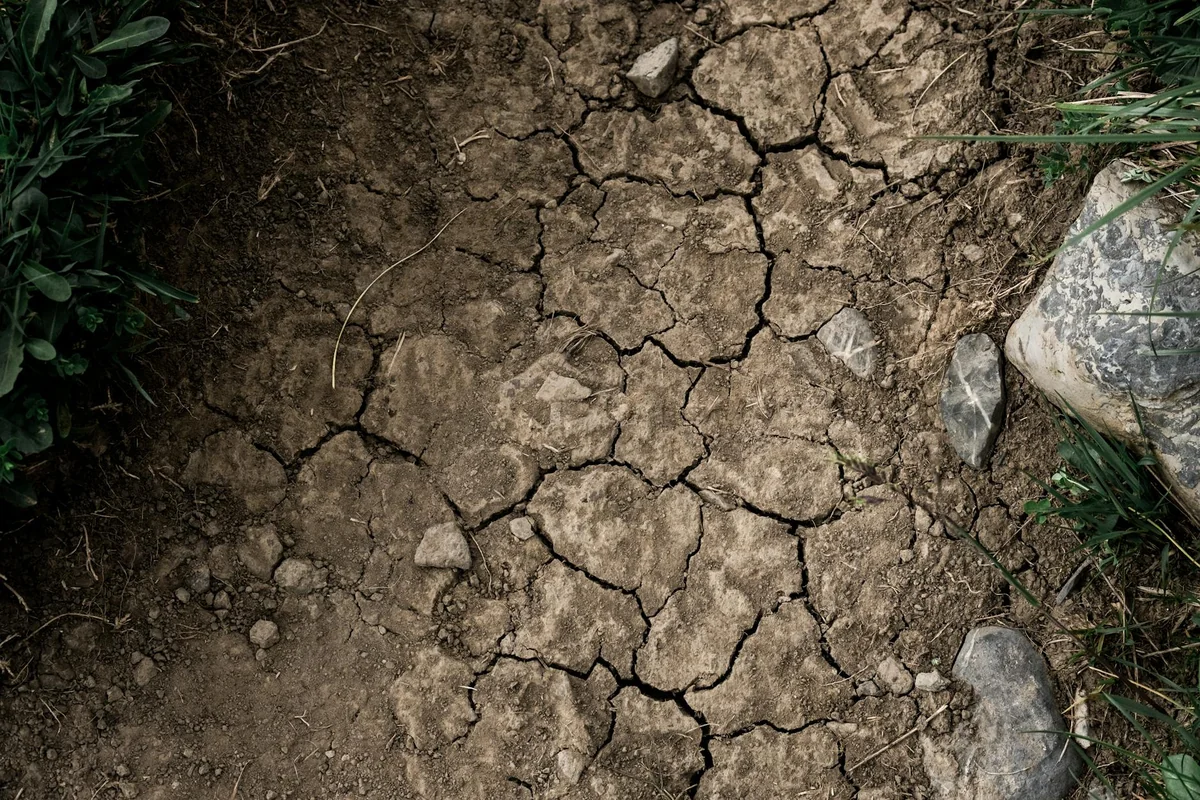 Close-up of dry, cracked earth with stones and minimal green plants. Natural texture.