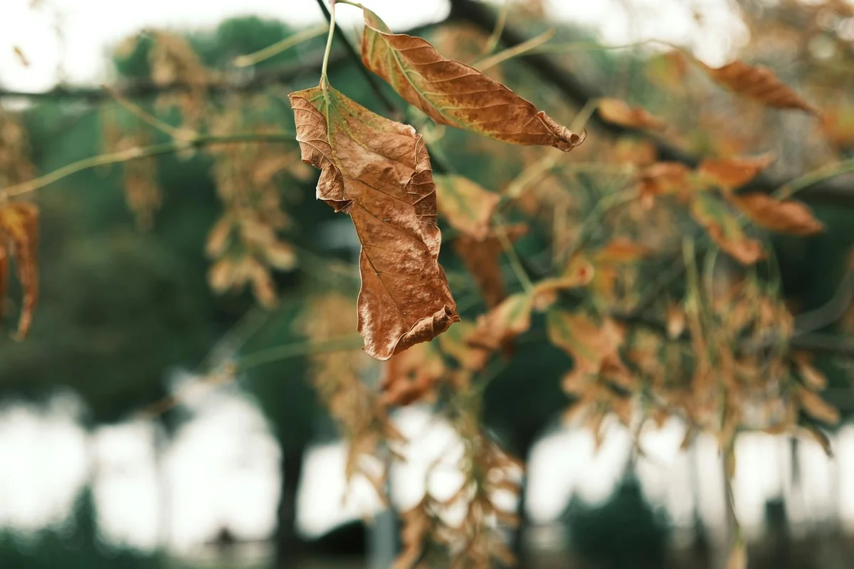 Detailed shot of dry leaves on a branch in autumn. Nature's transition captured outdoors.