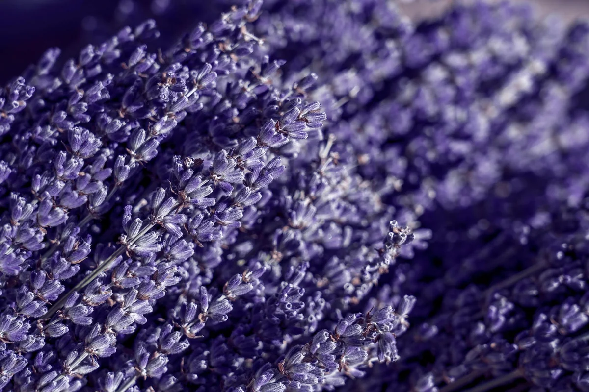 Detailed macro shot of lush lavender flowers, highlighting vibrant purple hues.