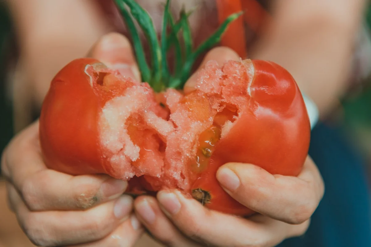 A pair of hands holding a juicy, ripe tomato split open, showcasing freshness.