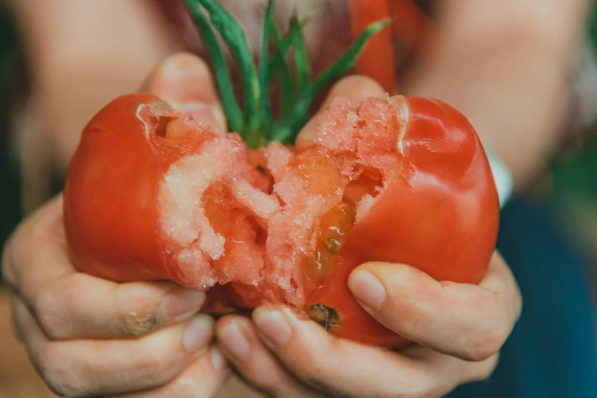 A pair of hands holding a juicy, ripe tomato split open, showcasing freshness.