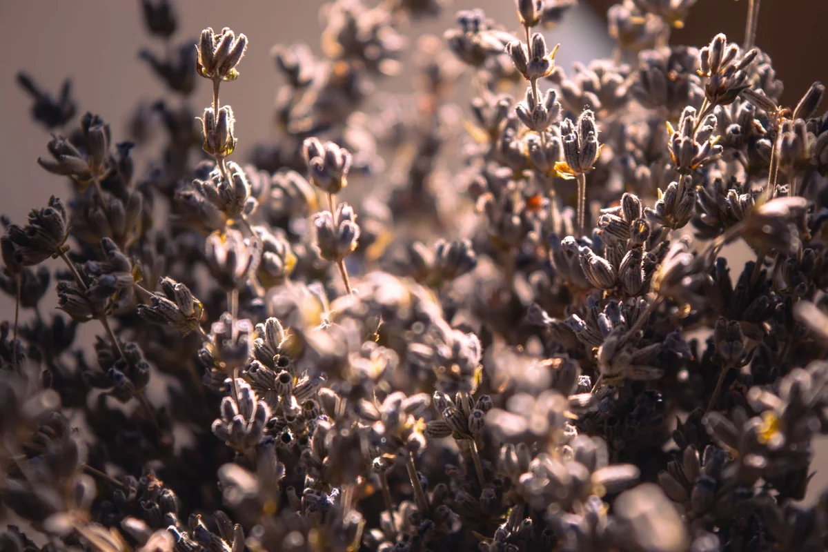 Beautiful close-up of dried lavender flowers with warm sunlight highlighting textures.