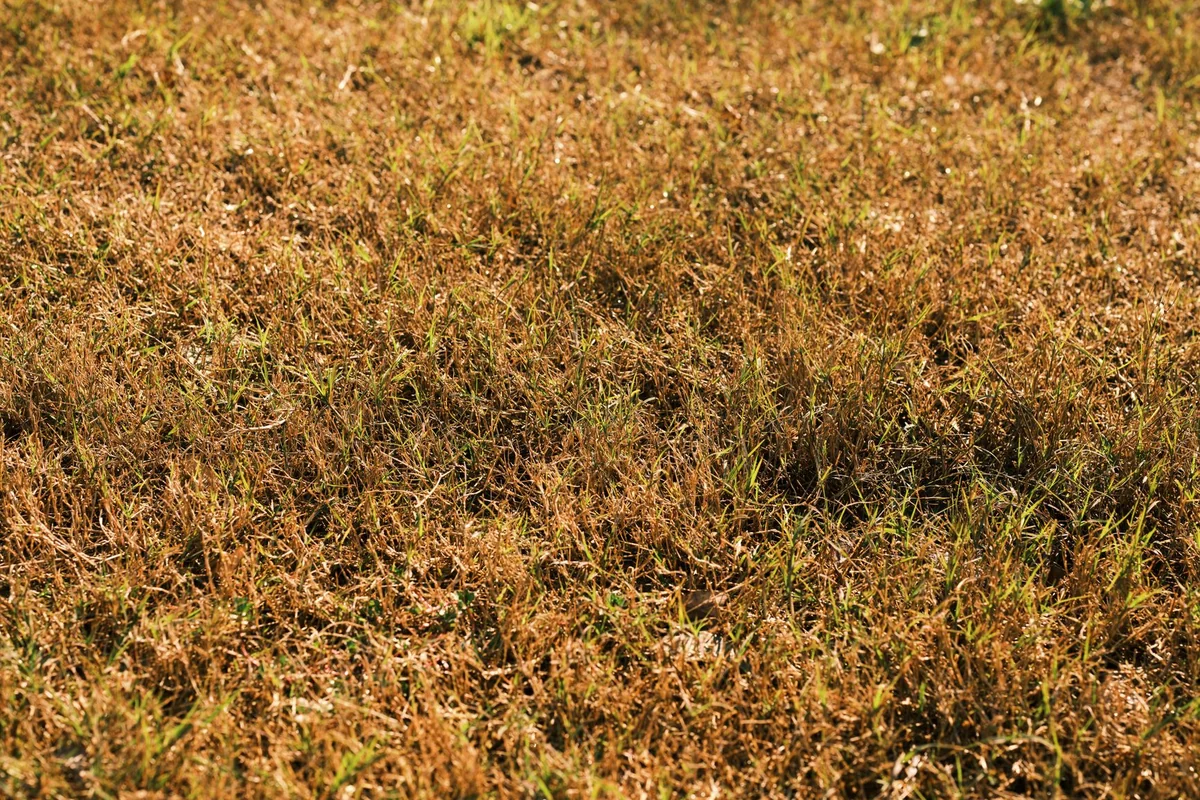 Close-up of brown and green grass under bright sunlight, showcasing a dry lawn in early autumn.