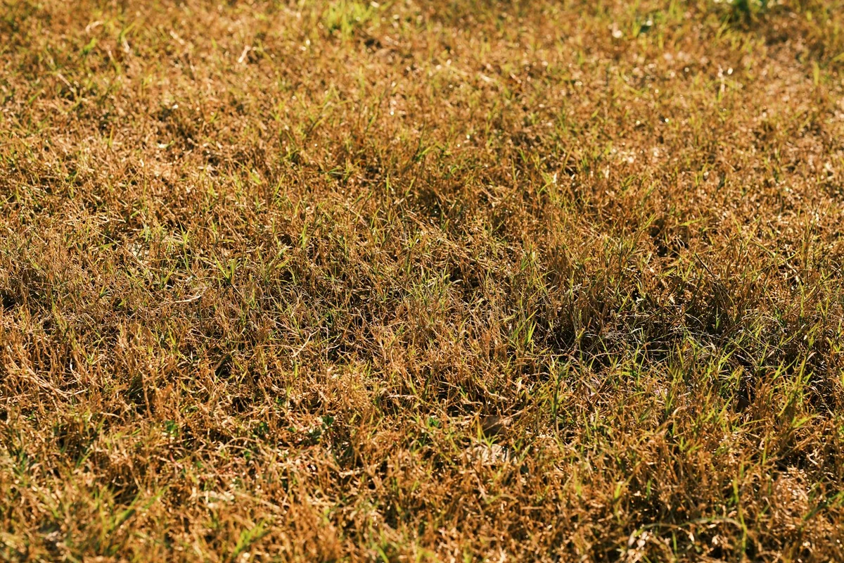 Close-up of brown and green grass under bright sunlight, showcasing a dry lawn in early autumn.