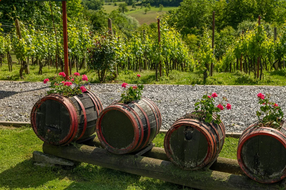 Picturesque vineyard scene with flower-adorned barrels in Dišnik, Croatia, under a sunny sky.