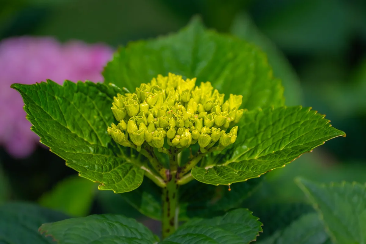 Detailed view of a vibrant green hydrangea bloom with lush leaves, perfect for nature-themed designs.