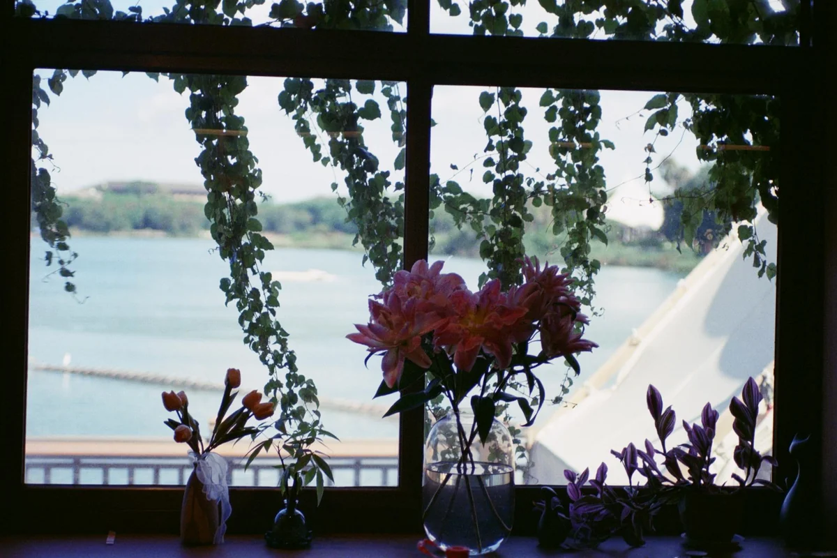 Captivating floral silhouettes against a serene lakeside view through a window.