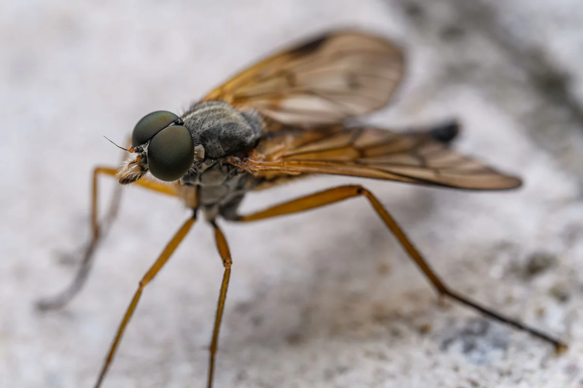 Macro shot of a Rhagio fly with intricate details on its wings and body.