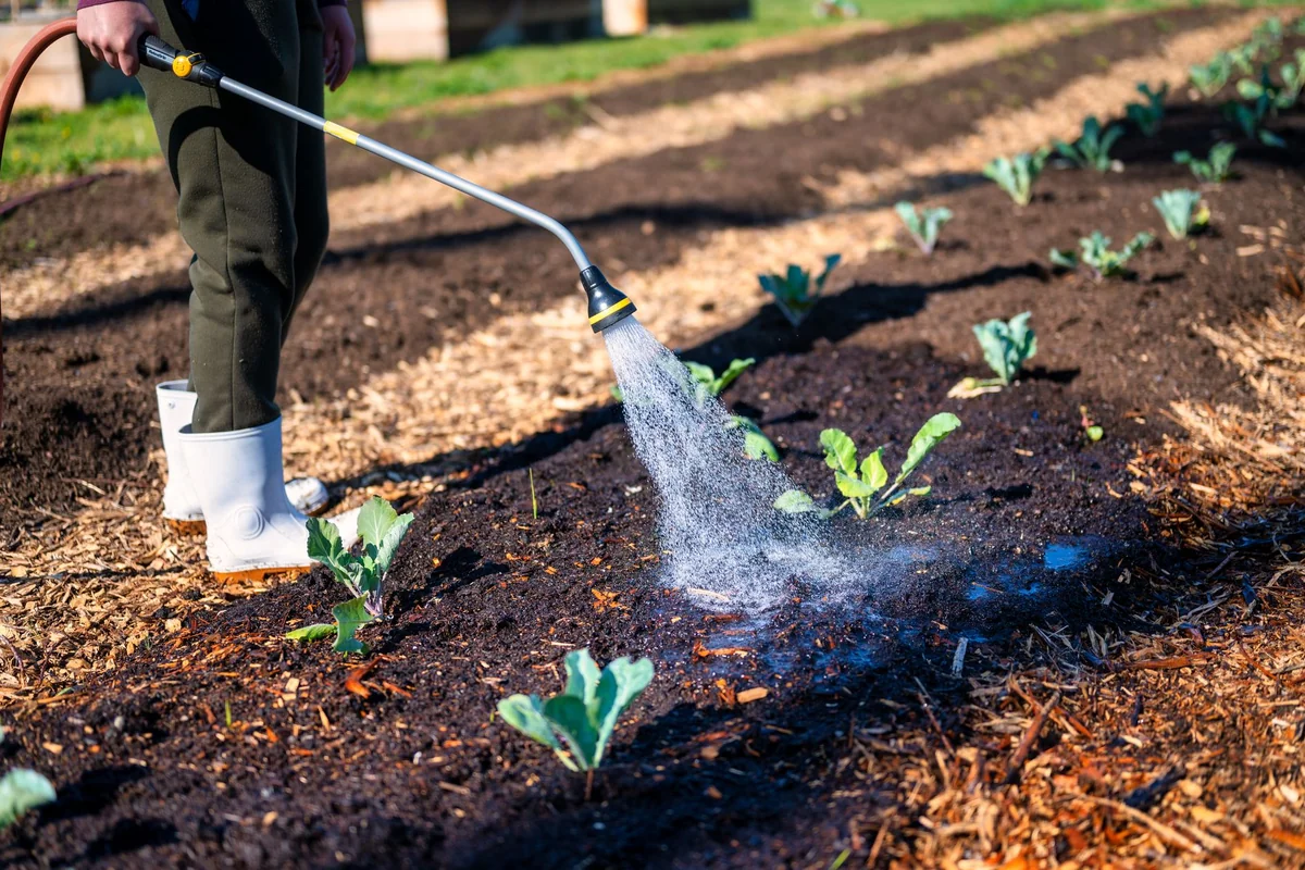 A gardener wearing white boots waters young plants in soil on a sunny farm day.