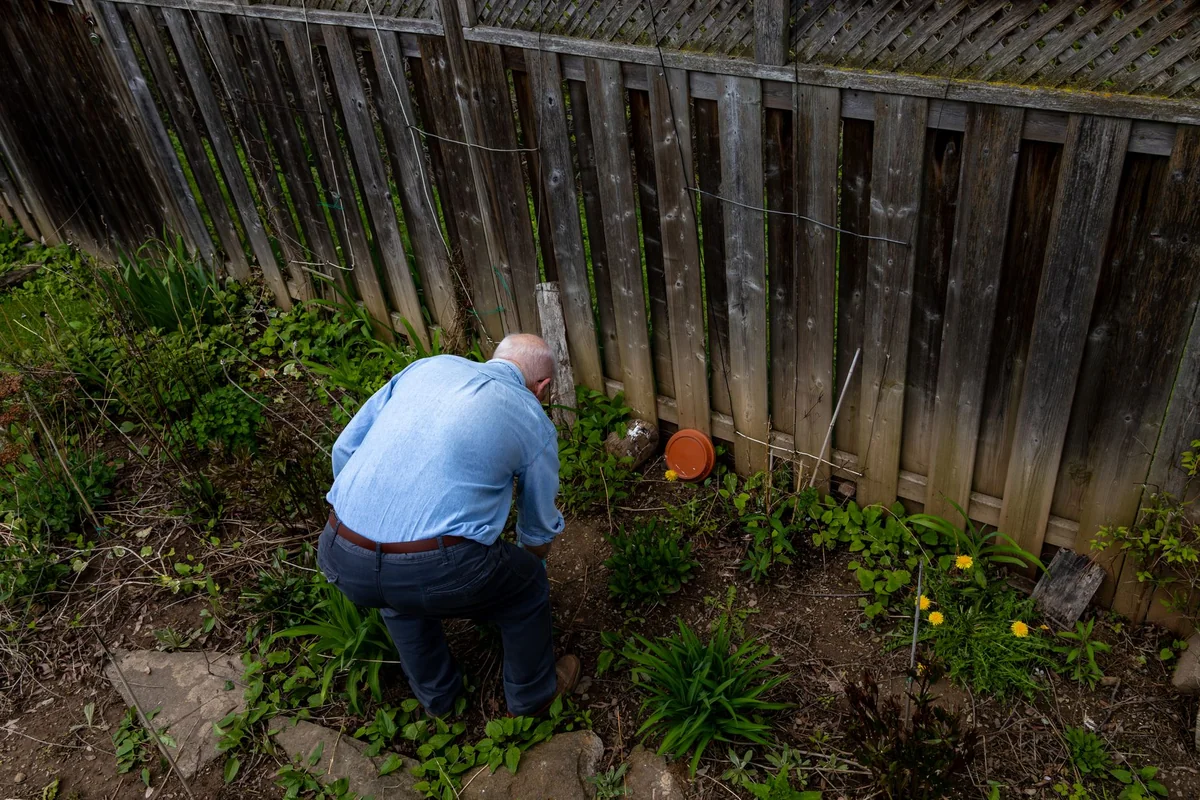 An elderly man tending to his garden near a wooden fence on a spring day.