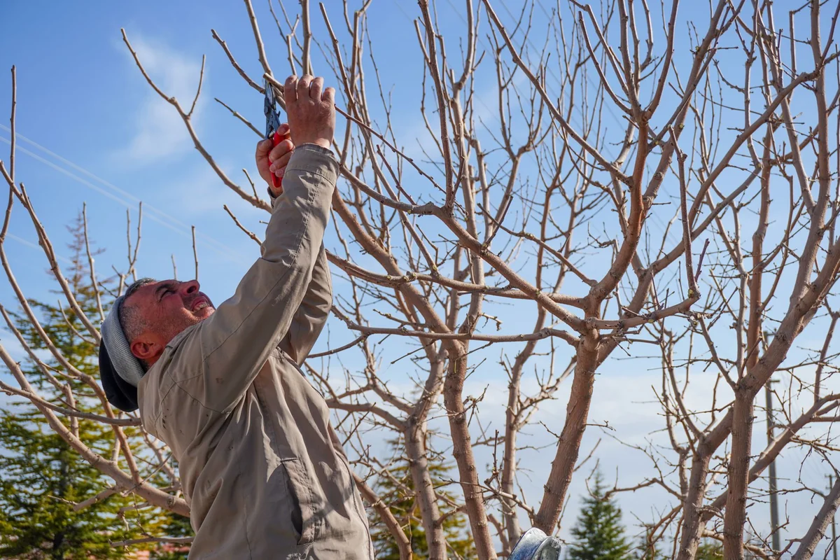 An adult man pruning bare trees in a garden in spring in Niğde, Türkiye.