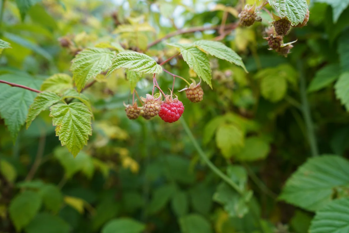 Bright red raspberries hanging on a leafy vine, symbolizing fresh growth and organic food.