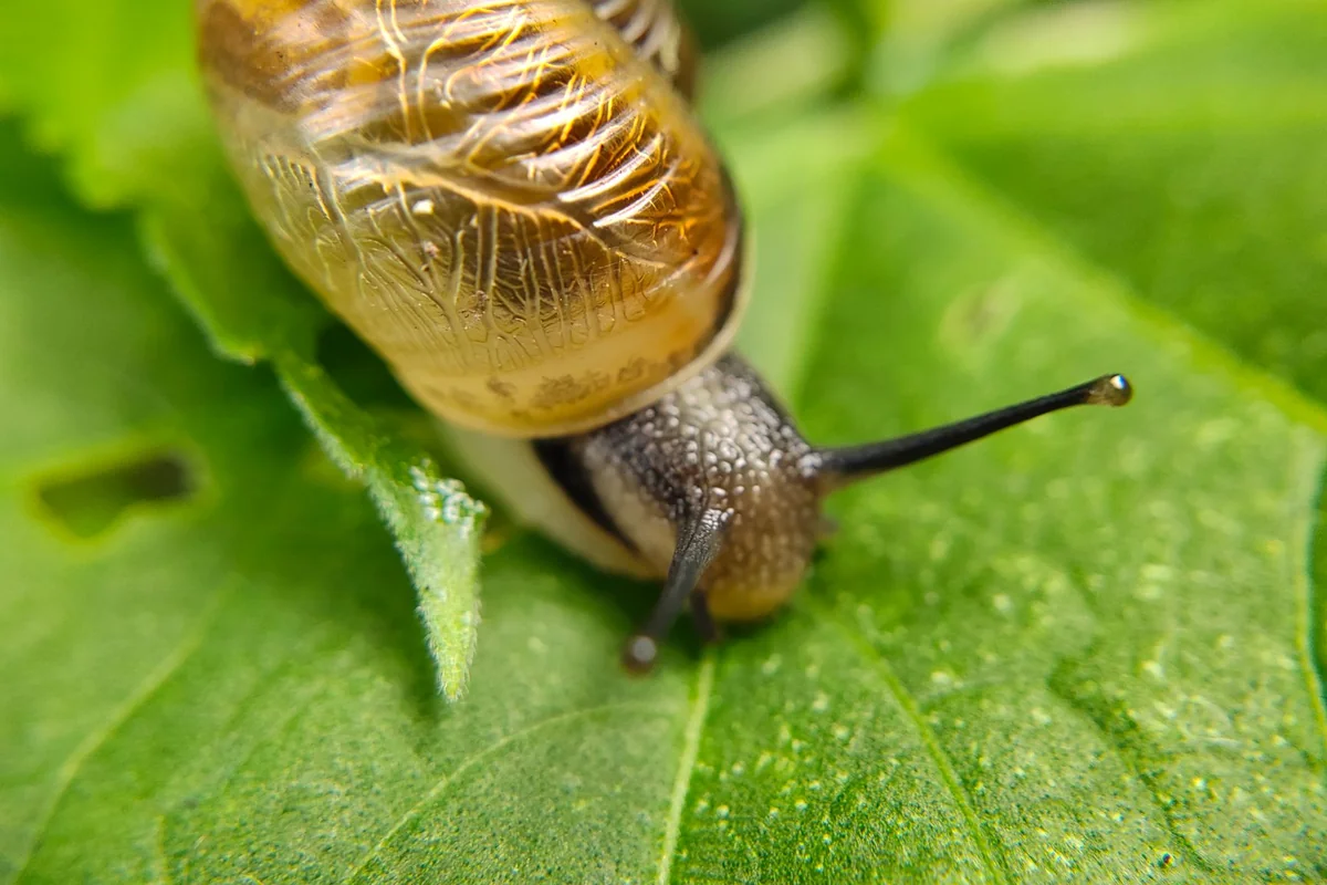 Detailed macro shot of a snail crawling on a green leaf.