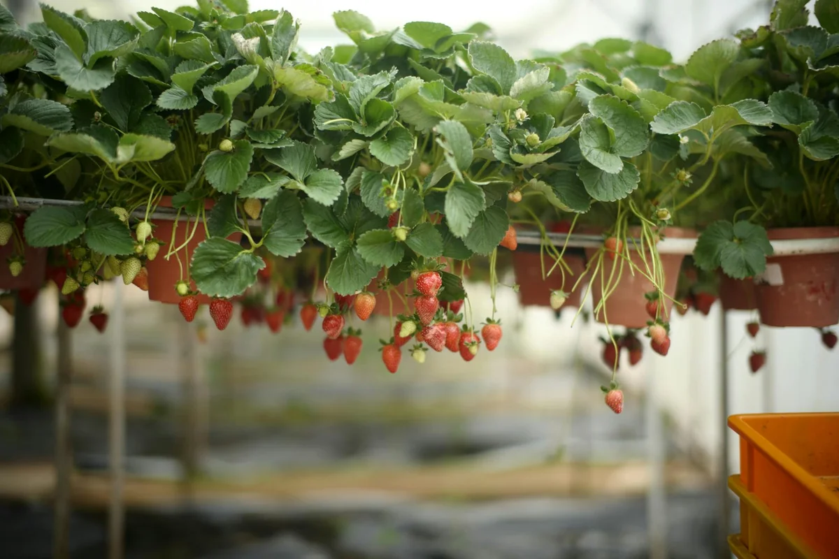 Lush strawberry plants in pots with ripe fruits in a greenhouse setting.