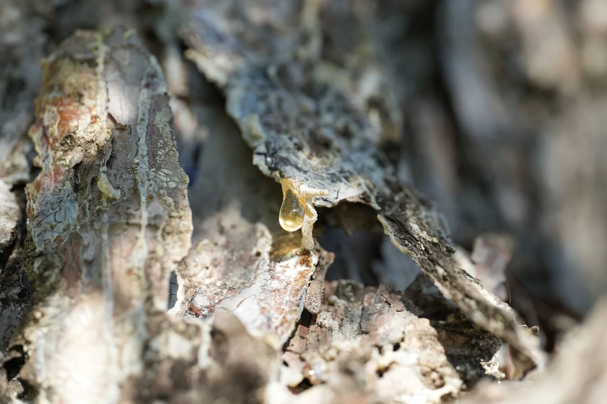 Macro view of tree bark with a sap droplet, highlighting natural textures.