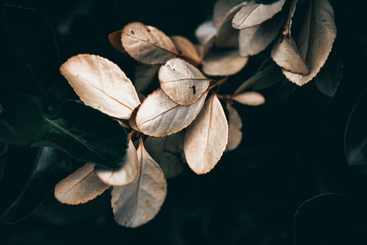 Artistic photo of dry autumn leaves with dark background conveying a moody, earthy feel.