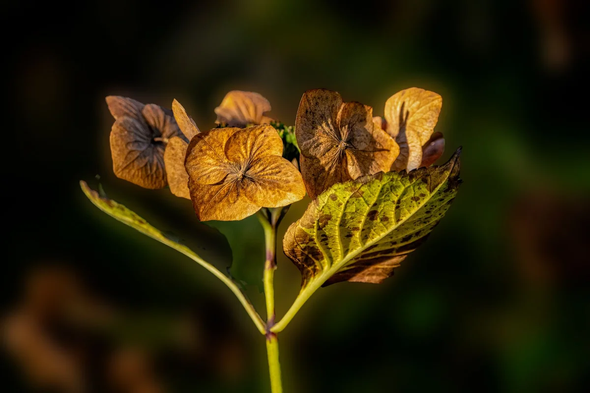 Detailed shot of a dried hydrangea flower with wilted leaves, capturing the essence of winter.
