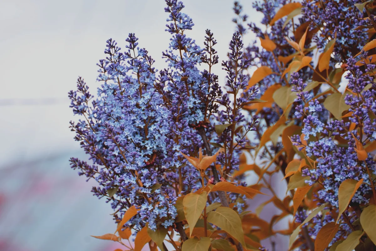 Close-up of vibrant purple lilac flowers with orange leaves in a garden setting.