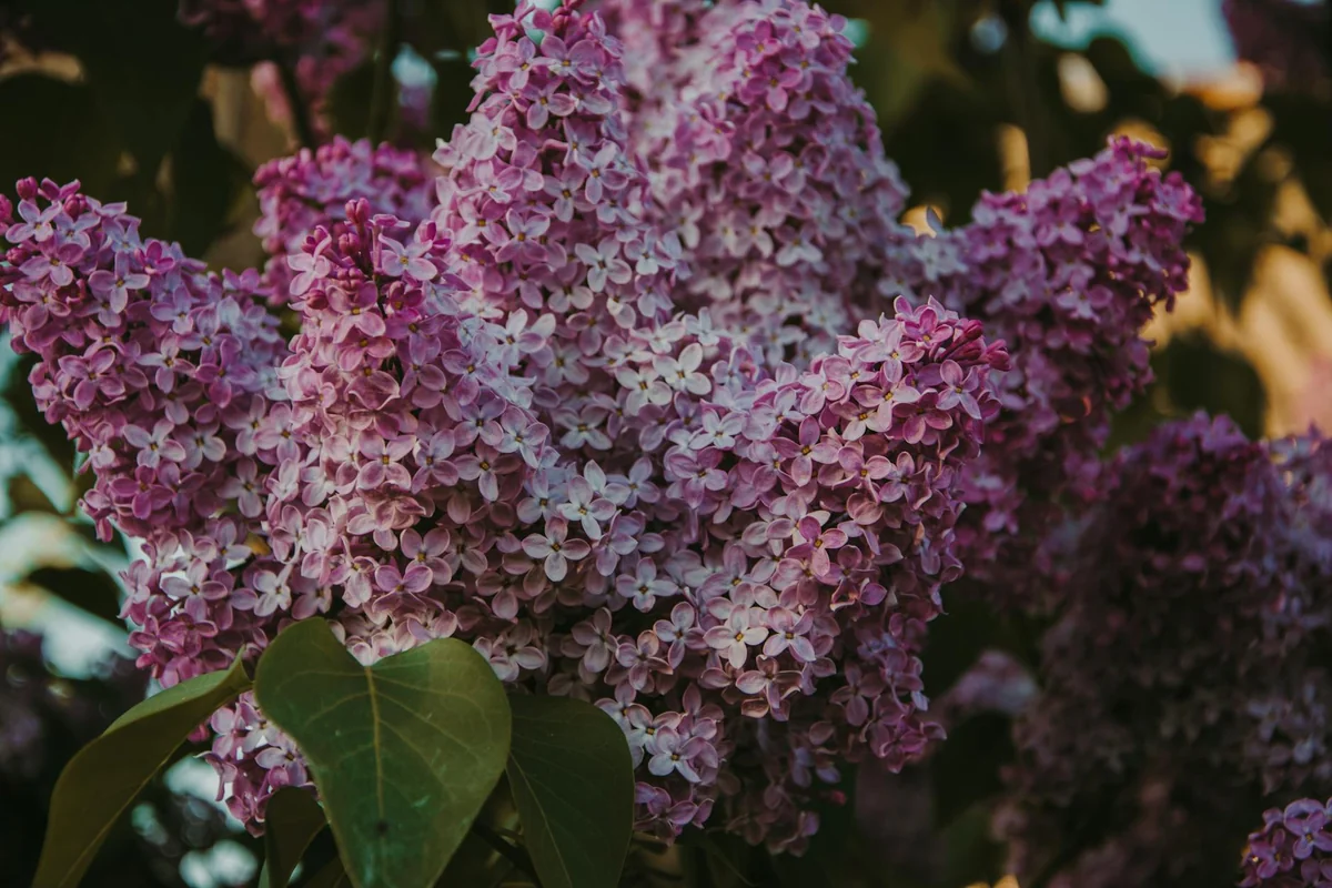 Close-up of a vibrant lilac bush in full bloom, showcasing clusters of delicate purple flowers.