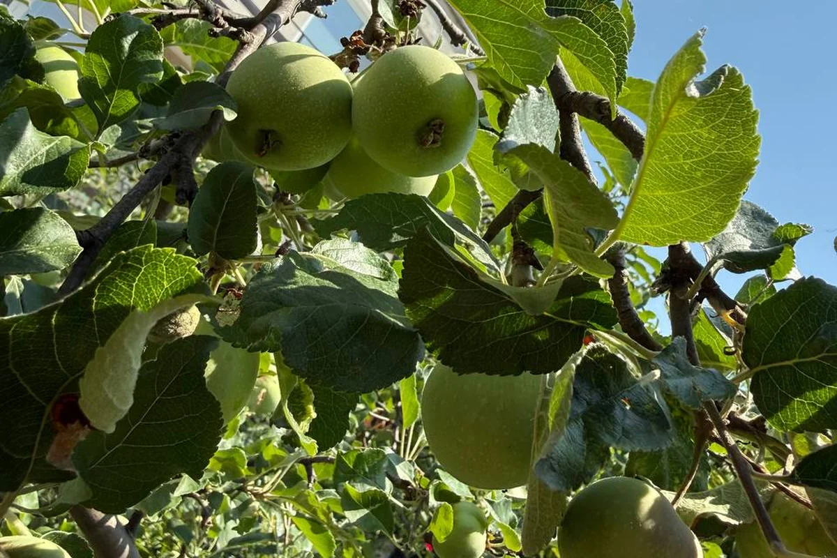 Zelené jablká na jabloni v horúčavách počas leta