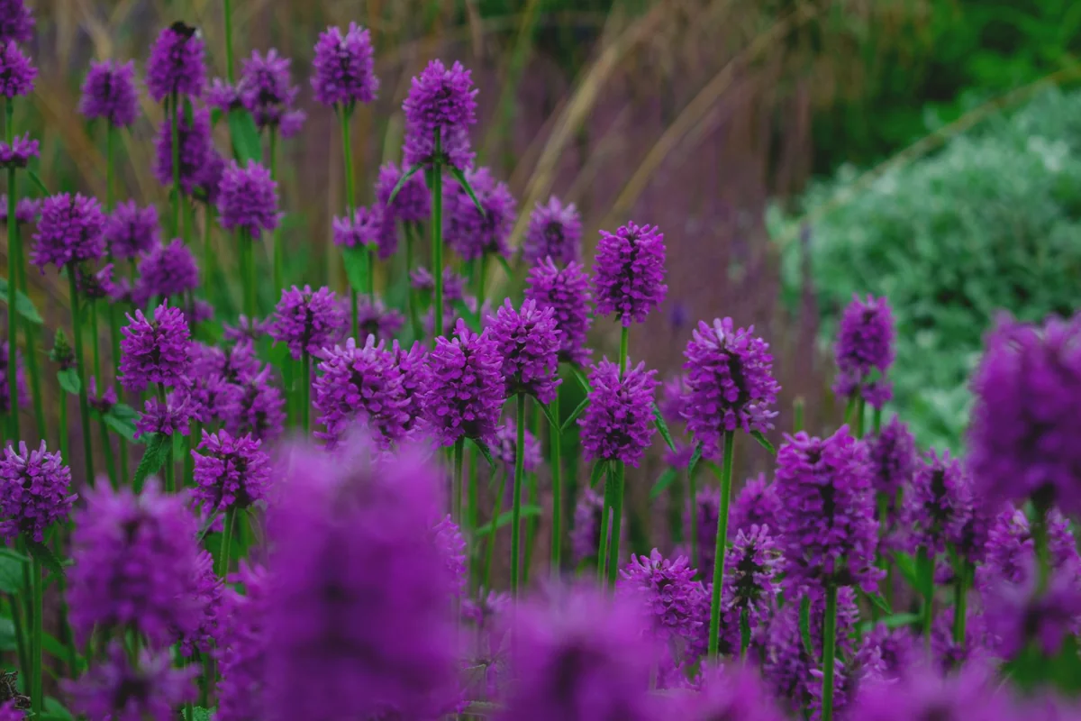 Fialové kvety agastache v slnečnej záhrade medzi trvalkami