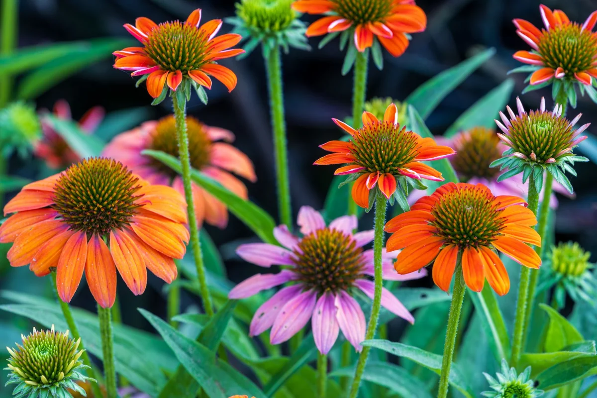 Fialová echinacea v rozkvitnutej záhrade počas leta