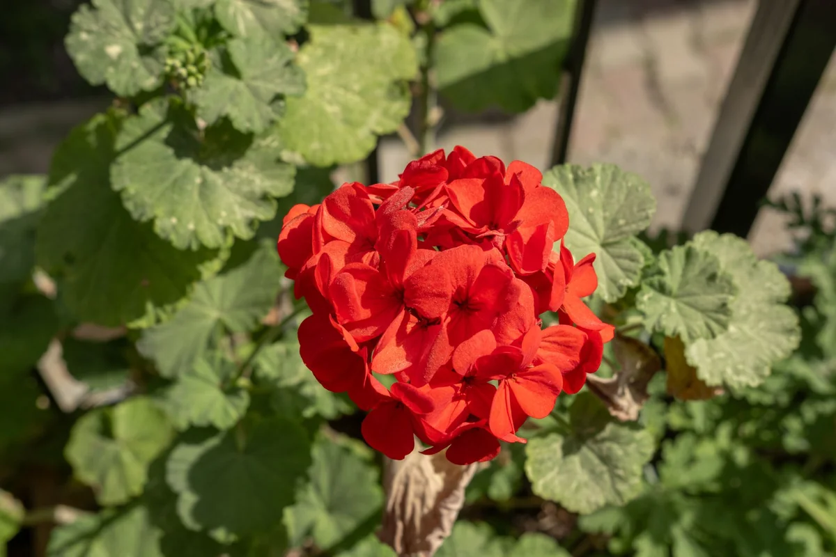 Červené muškáty na balkóne, vhodné pri téme hnojenie muškátov
