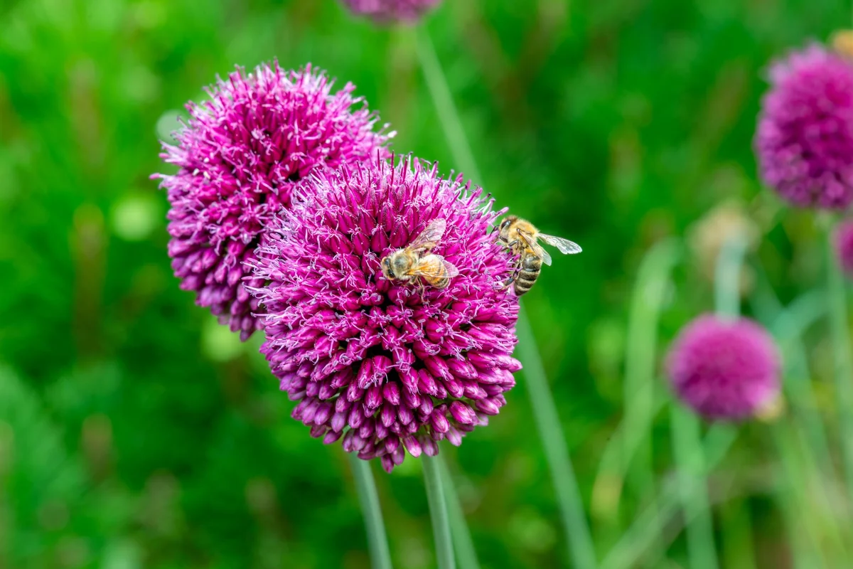 agastache