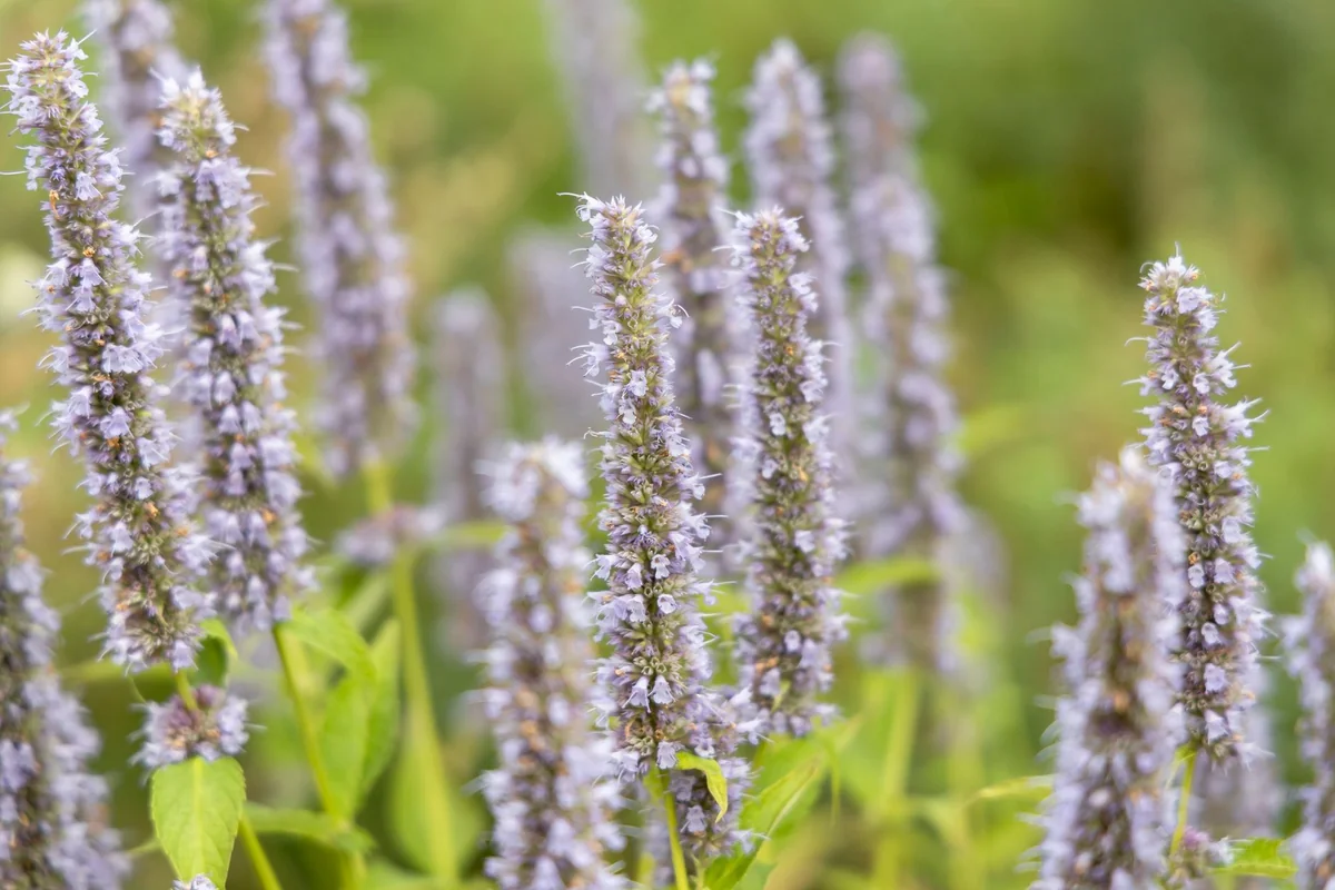 agastache