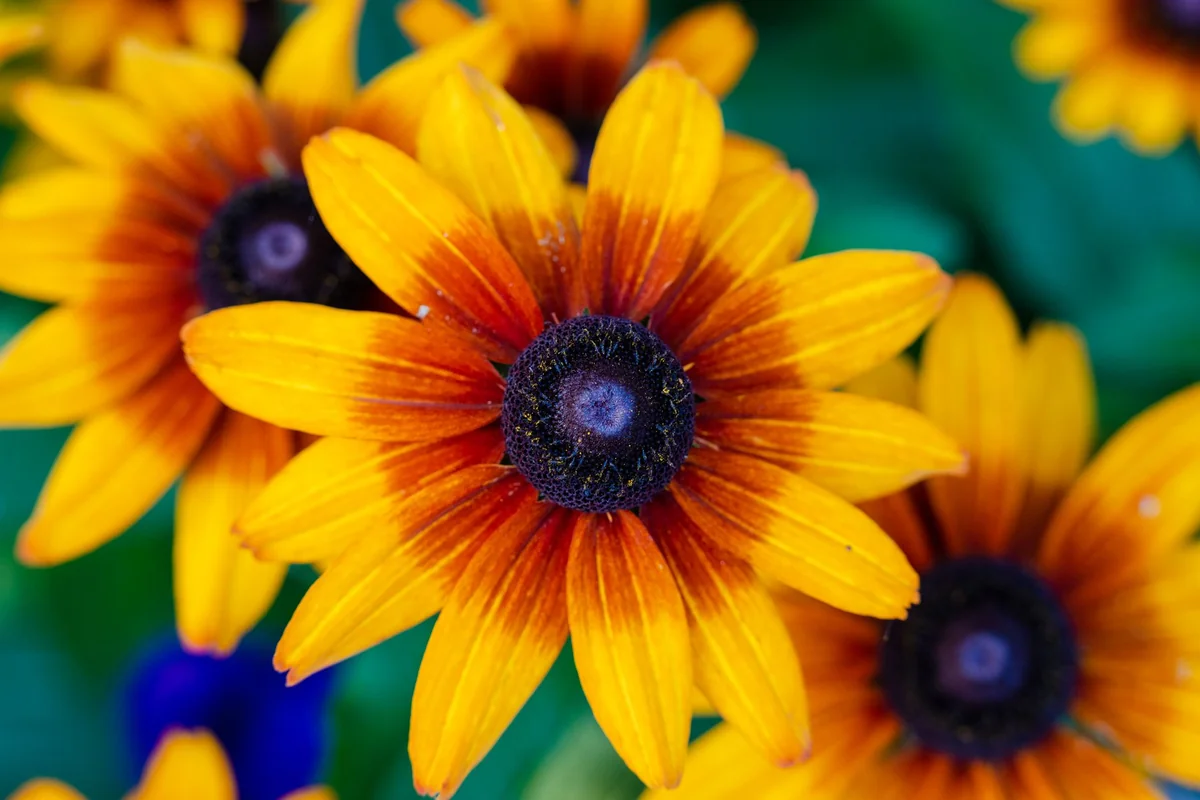 rudbekia v suchu